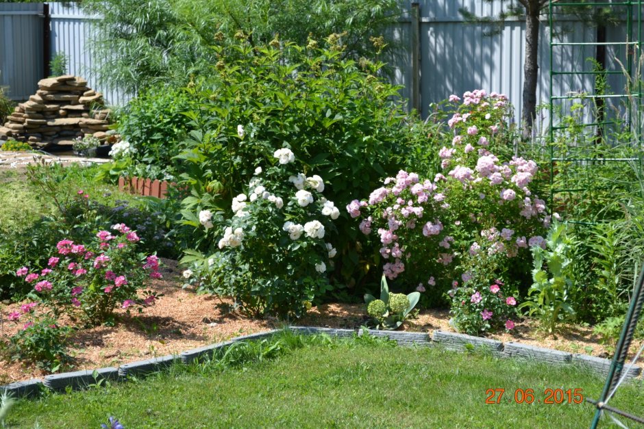 Роза букет Парфе в саду