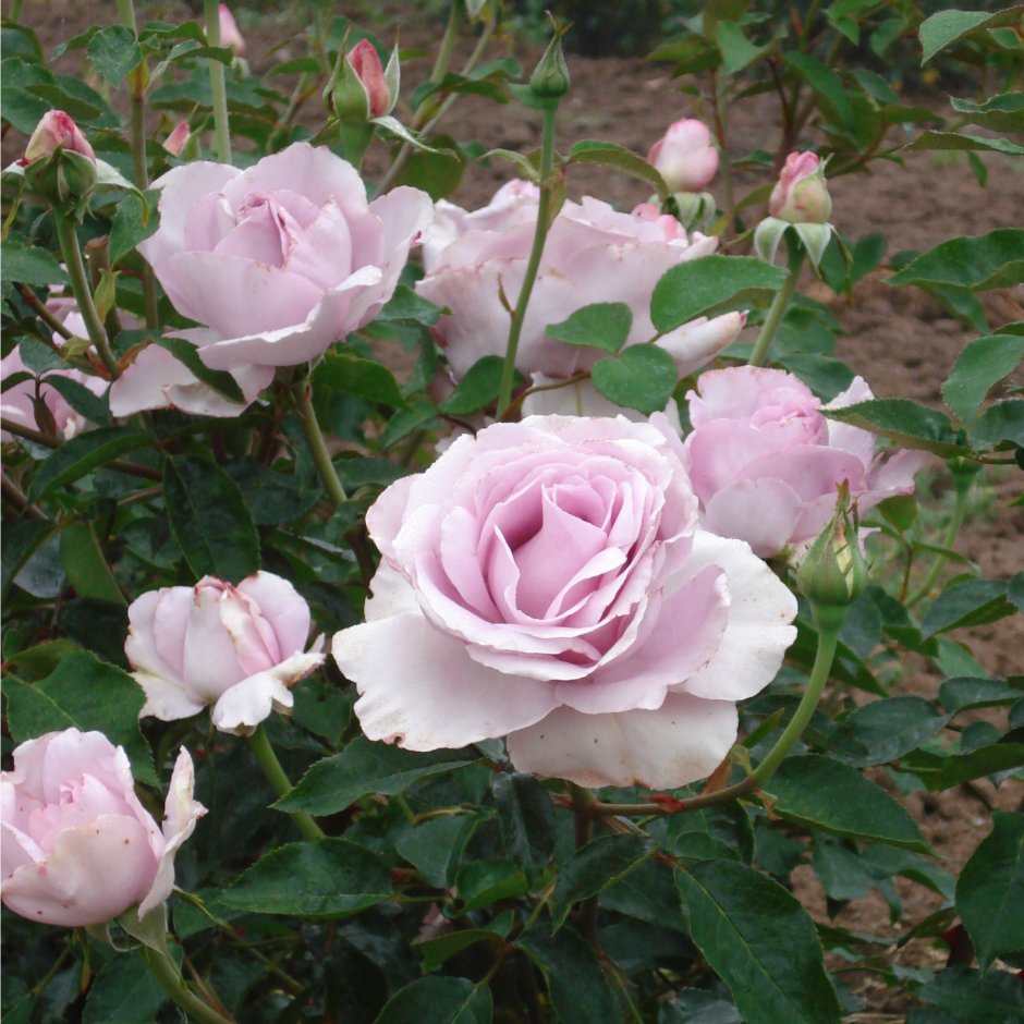 Роза la Rose du petit Prince