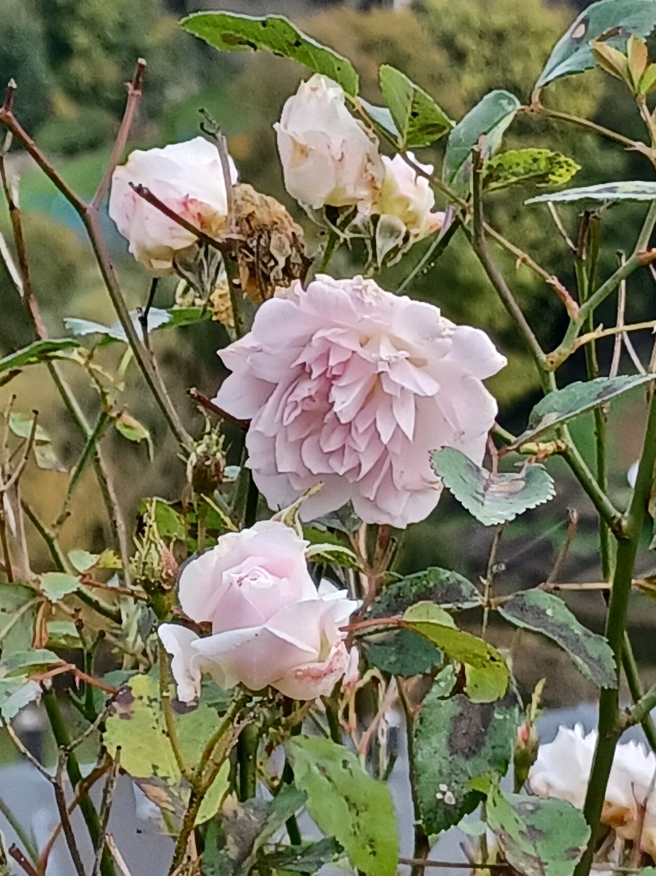 Роза плетистая роз де решт