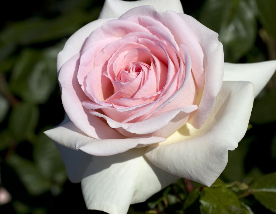 Роза чайно-гибридная Эмма де Мейян