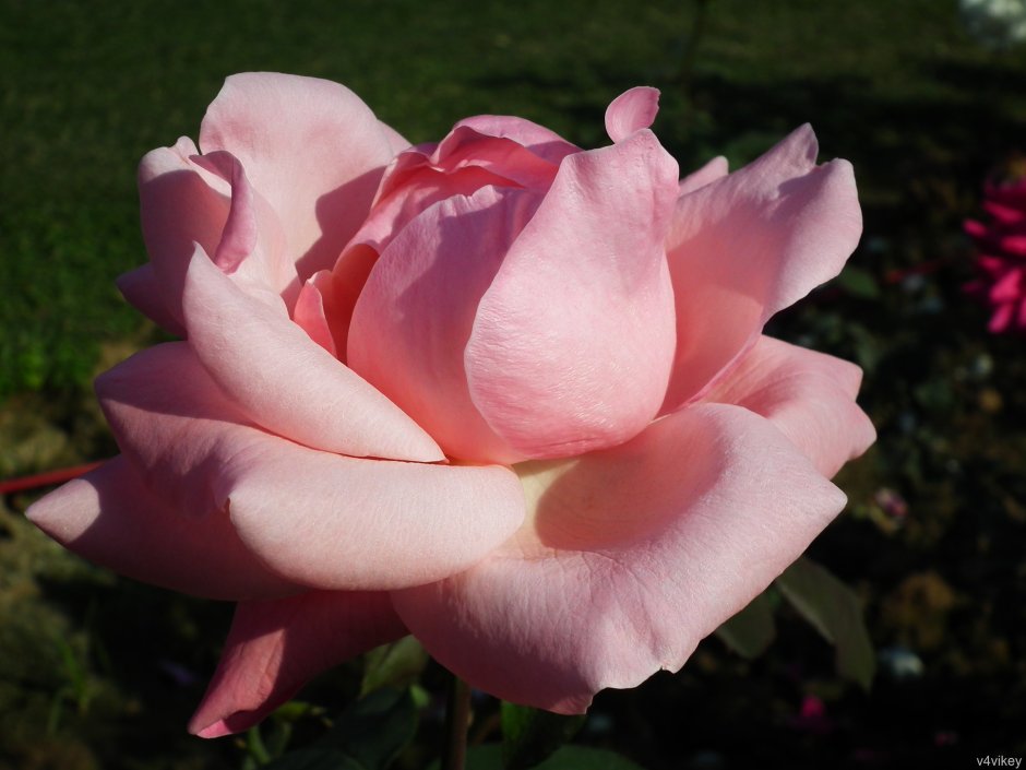 Роза "Эмма де Мейланд" (чайно-гибридная)