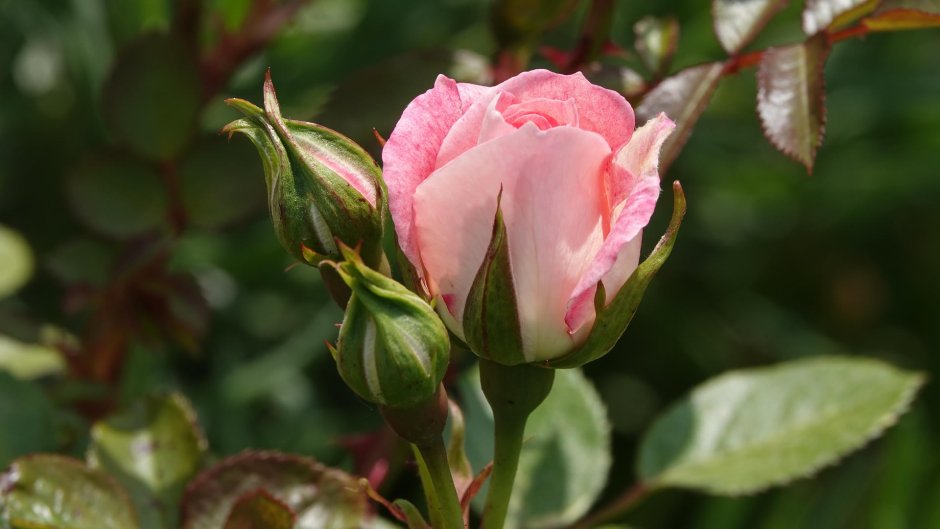 Роза чайно-гибридная Жанна Моро