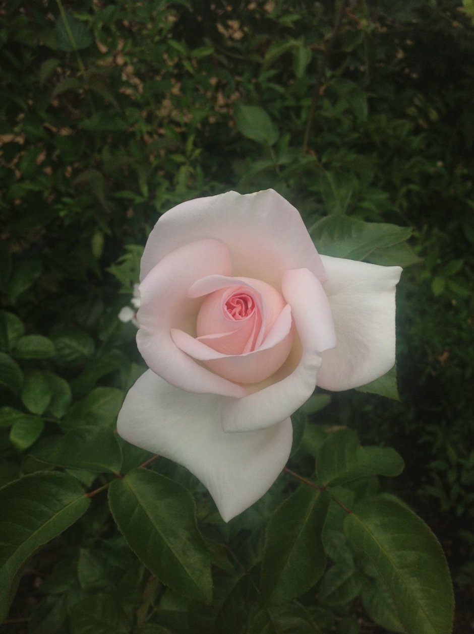Сколько видов роз Эден Роуз, снизу желтая сверху Огненная