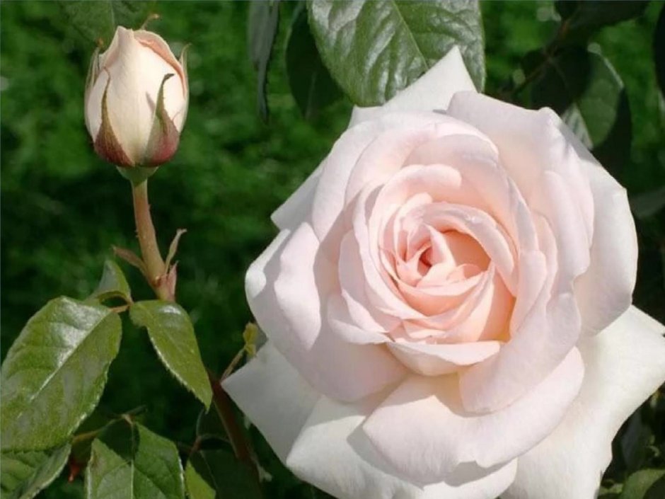 Сорт розы Россини