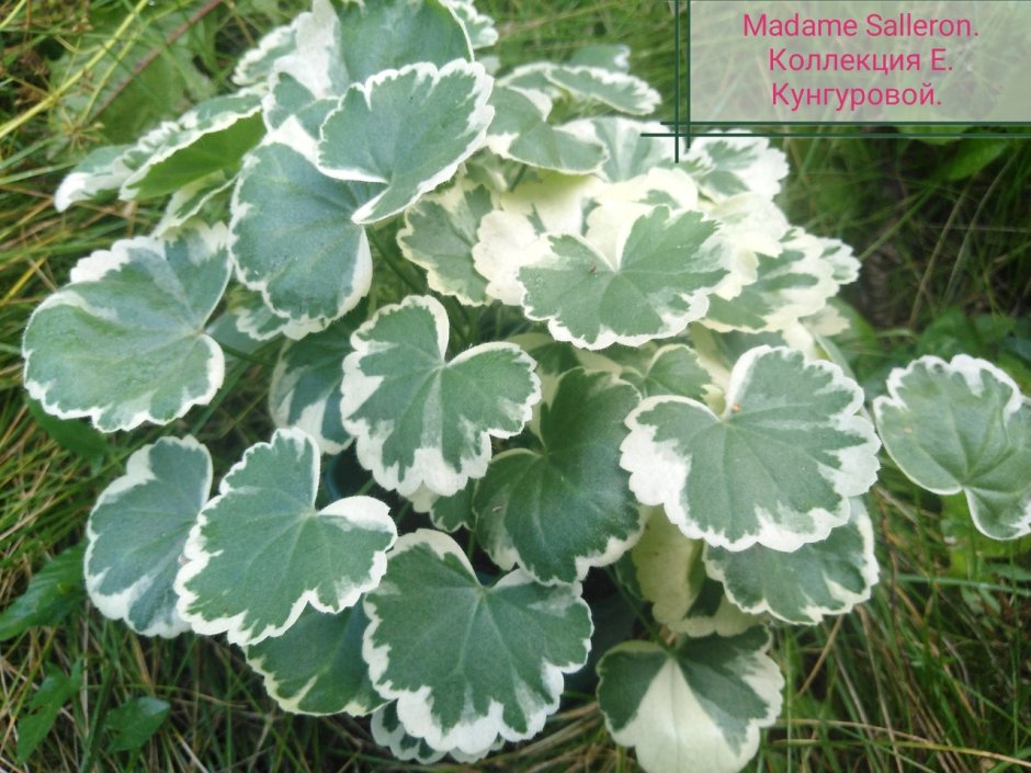 Пеларгония Pelargonium Madame Salleron