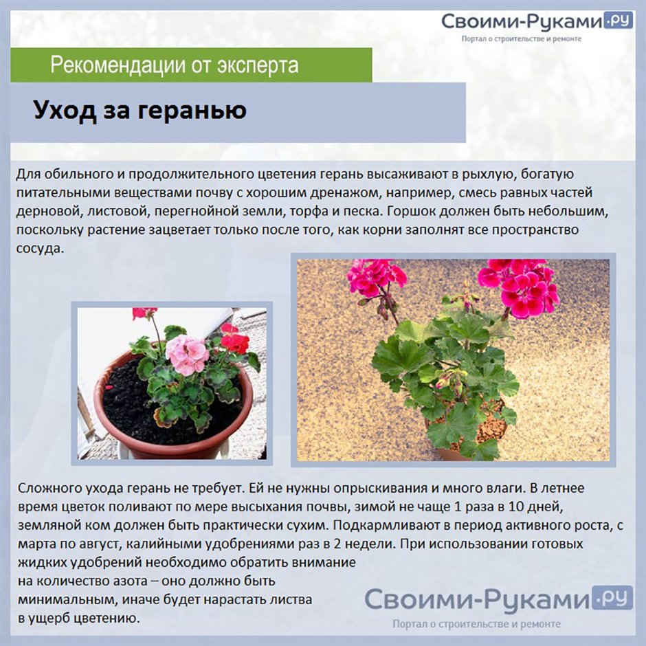 Паспорт комнатных растений в детском саду пеларгония
