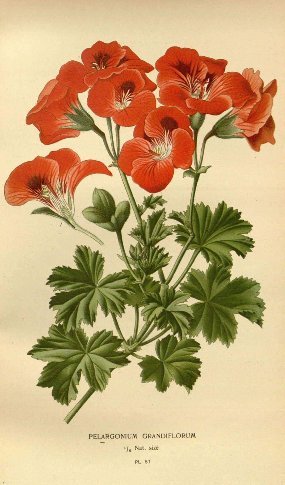 Pelargonium graveolens