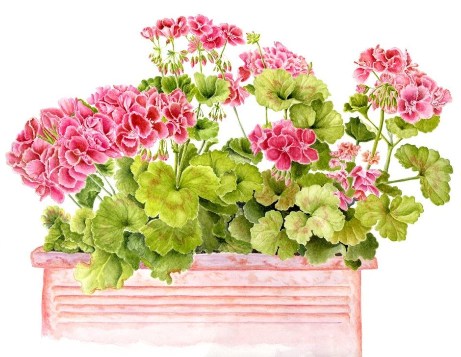 Pelargonium incrassatum