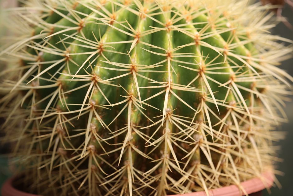 Stenocactus pentacanthus