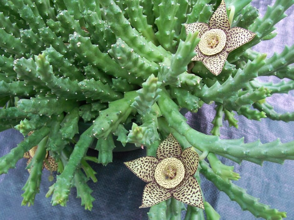 Discocactus araneispinus