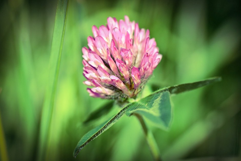 Клевер красный (Trifolium Rubens)