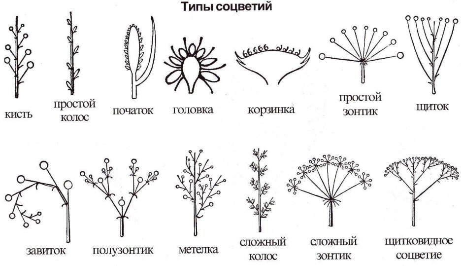 Плод клевера ползучего