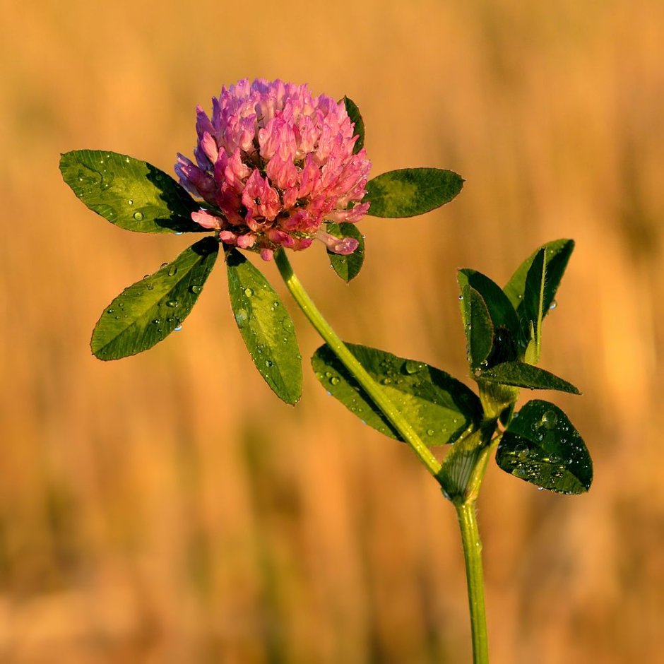 Красный Клевер Trifolium pratense