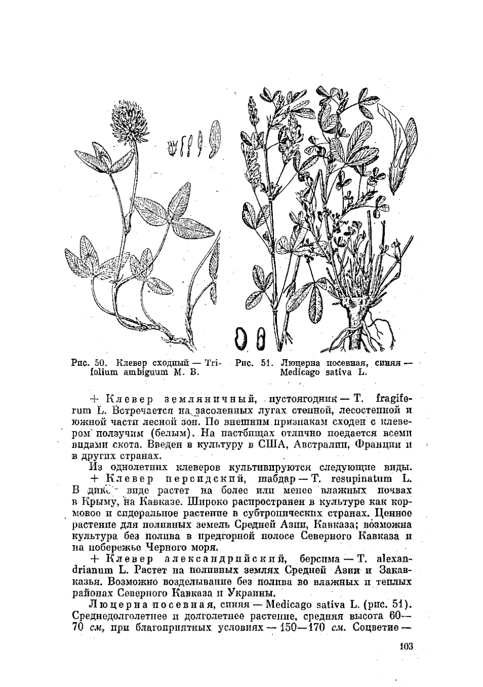 Клевер Луговой - Trifolium pratense l