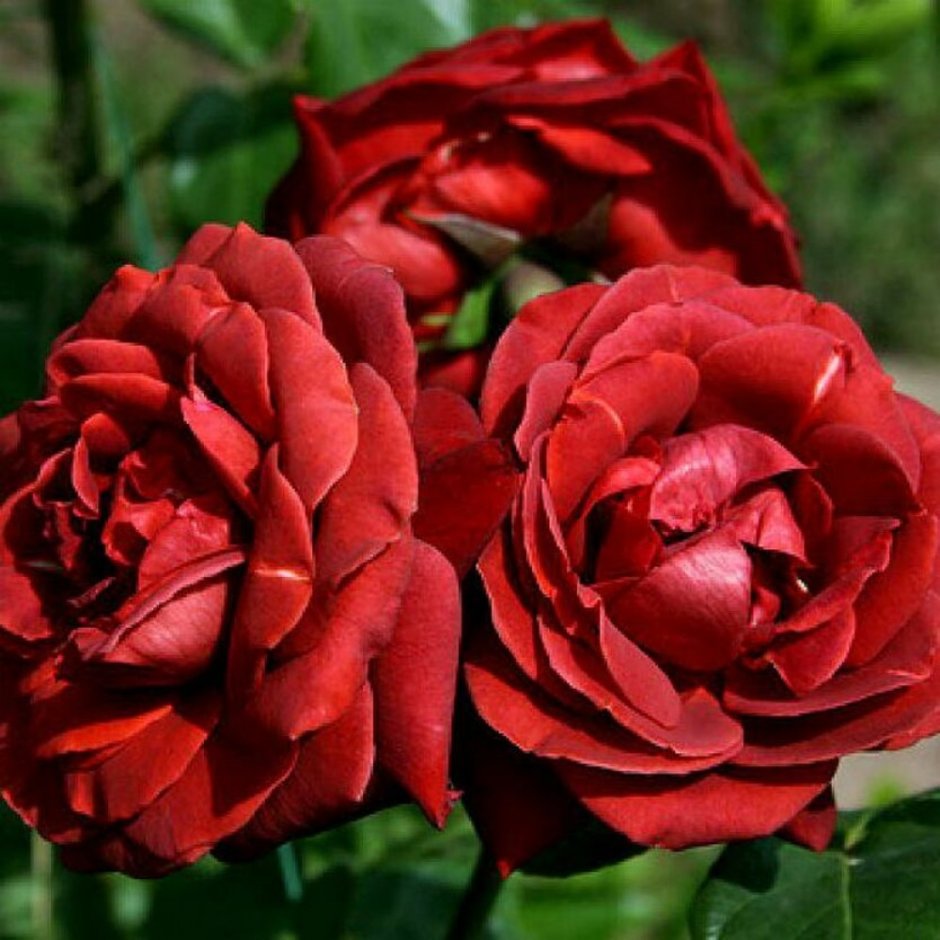Роза терракота чайно-гибридная