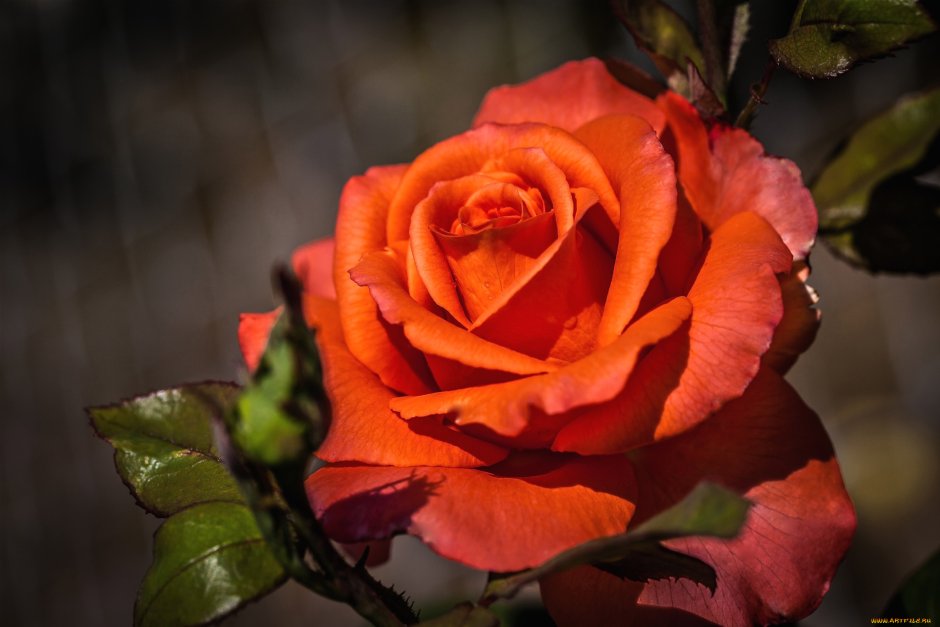 Роза терракота Terracotta