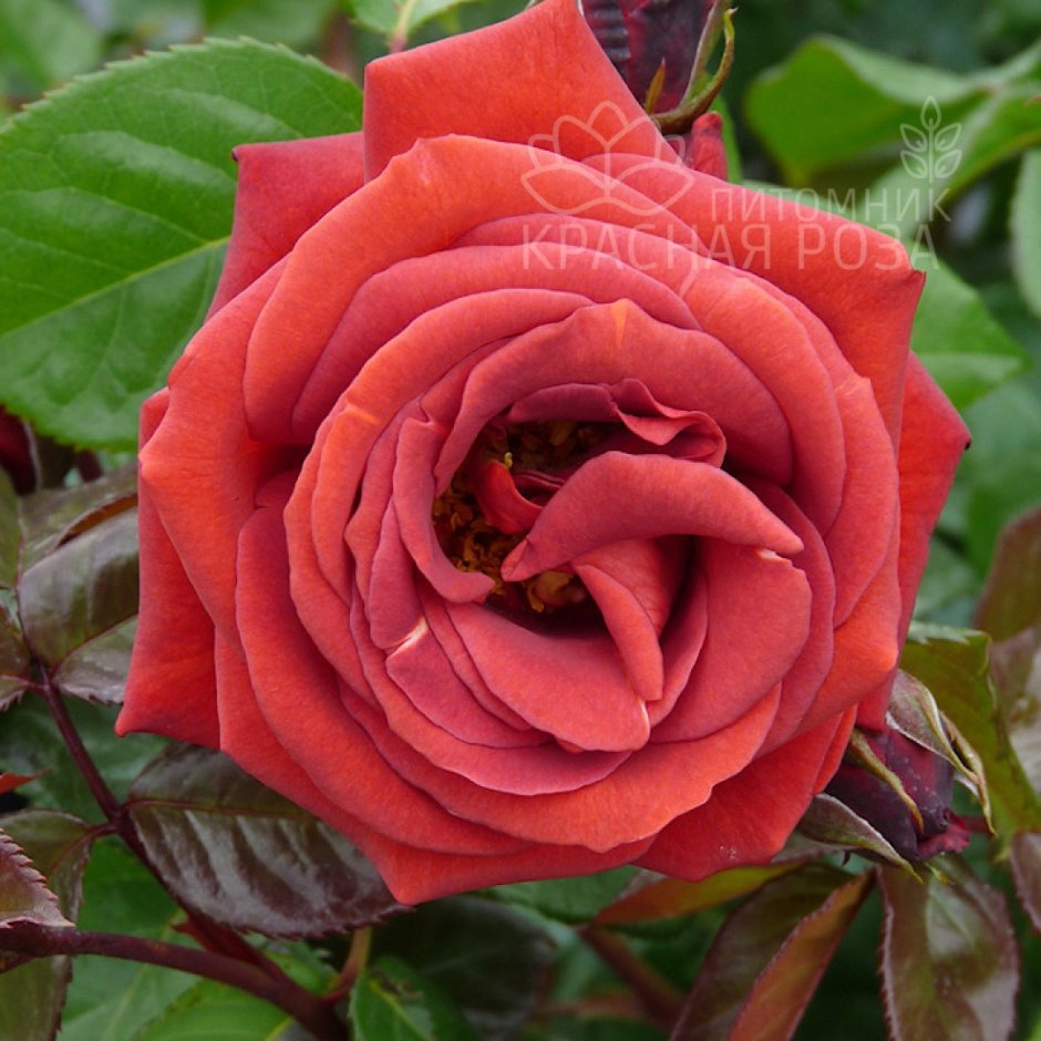 Роза терракота Terracotta чайно-гибридная роза