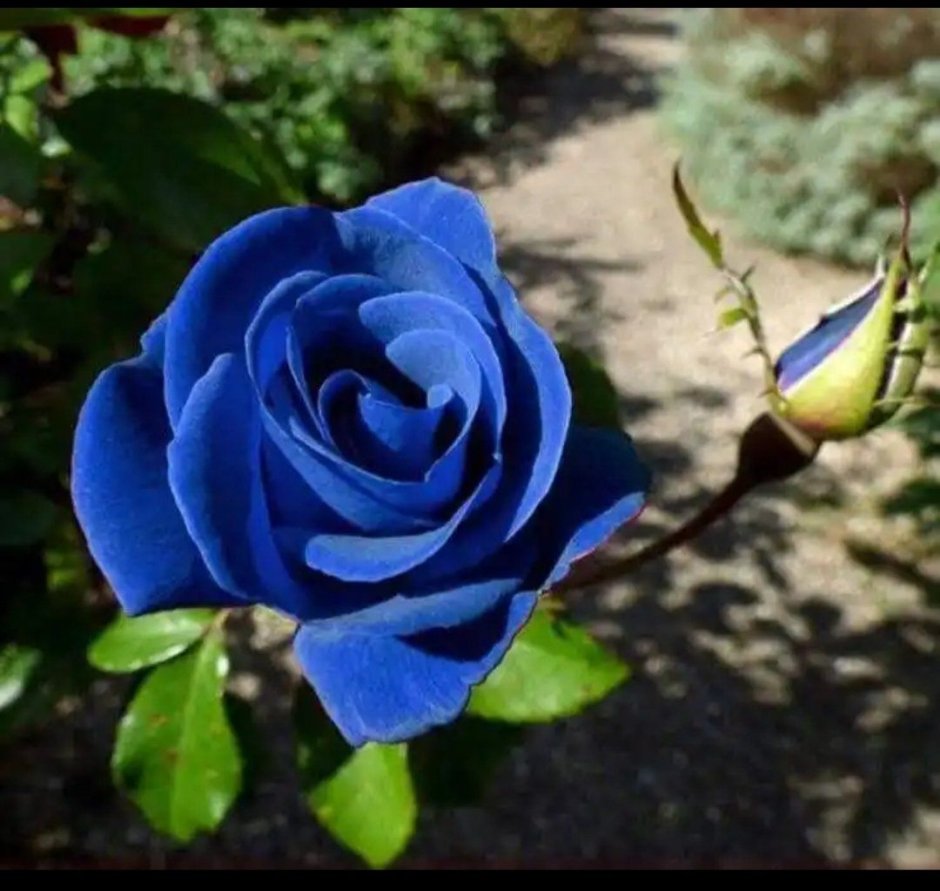 Сорта синих роз