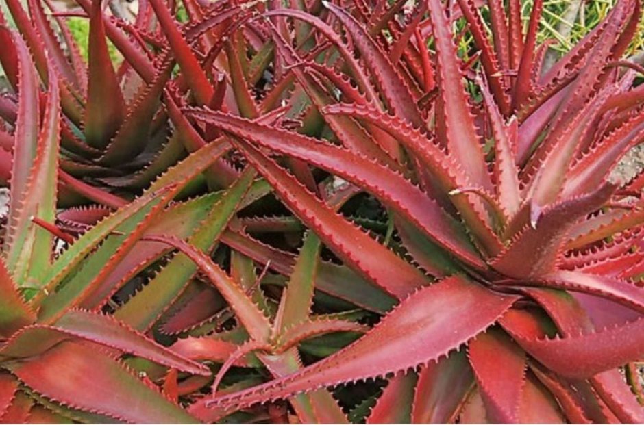 Aloe cameronii