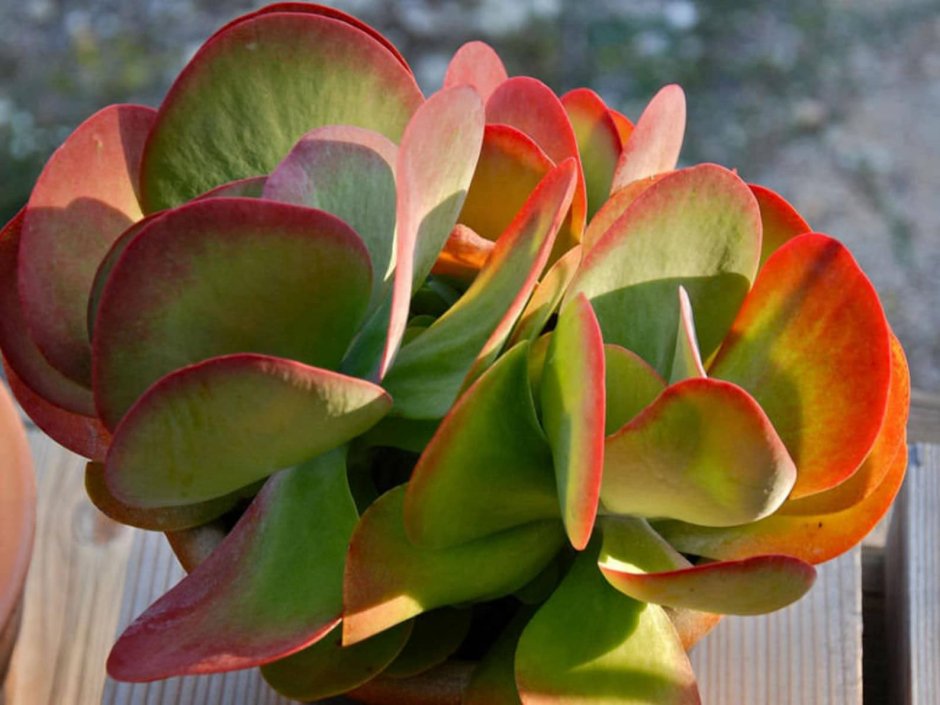 Kalanchoe Турсифлора