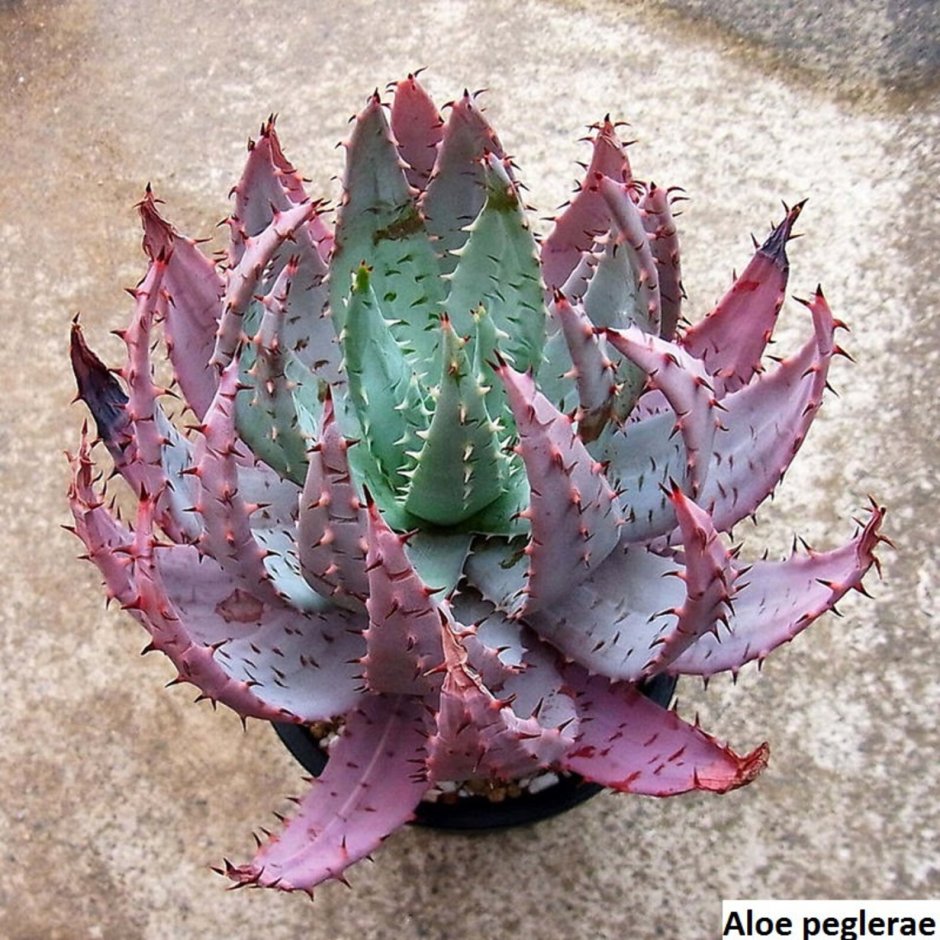 Алоэ Пеглера Aloe peglerae