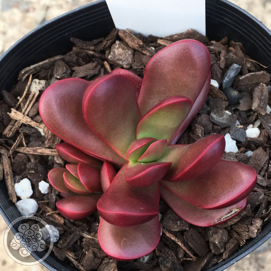 Эхеверия Crassula clavata