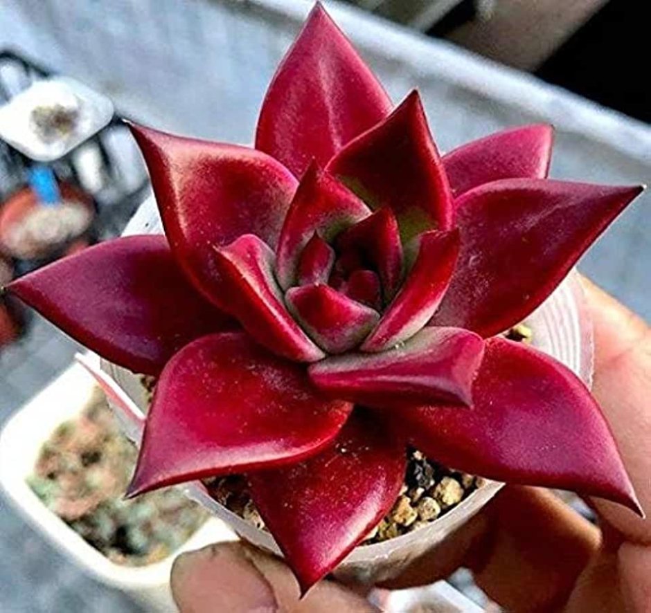 Echeveria Agavoides 'Romeo'