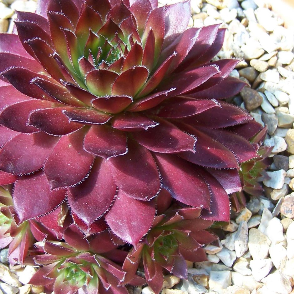 Молодило (Sempervivum) гибридный Рубин