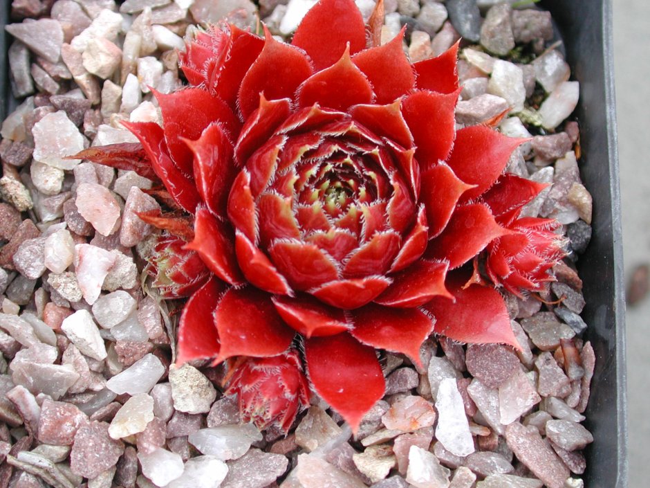 Молодило Sempervivum BIGSAM Country Red