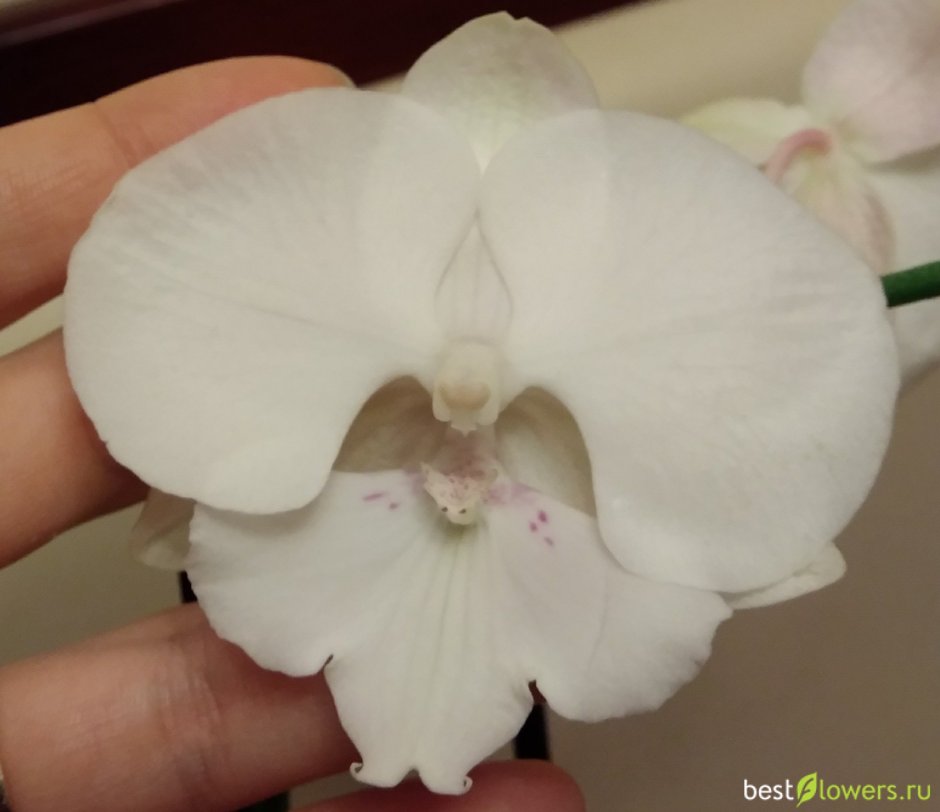 Орхидея Биг лип абба