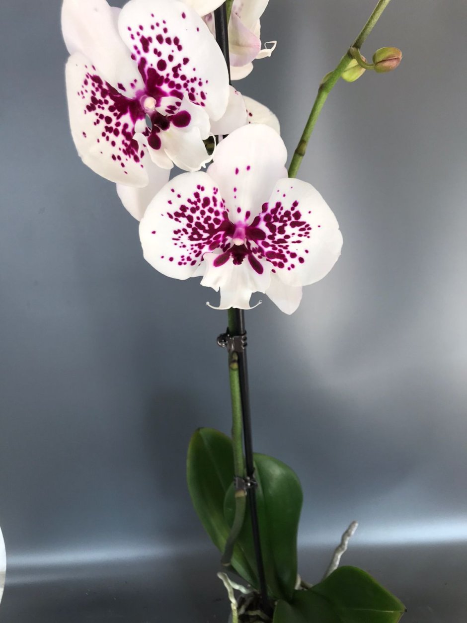 Орхидея фаленопсис Биг лип