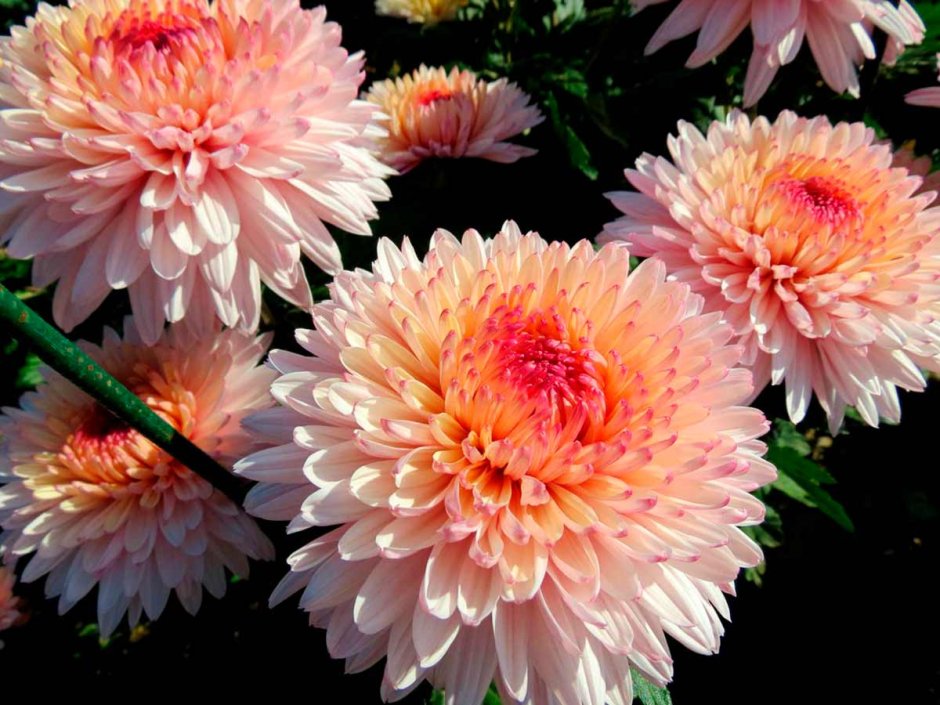 Хризантема Chrysanthemum