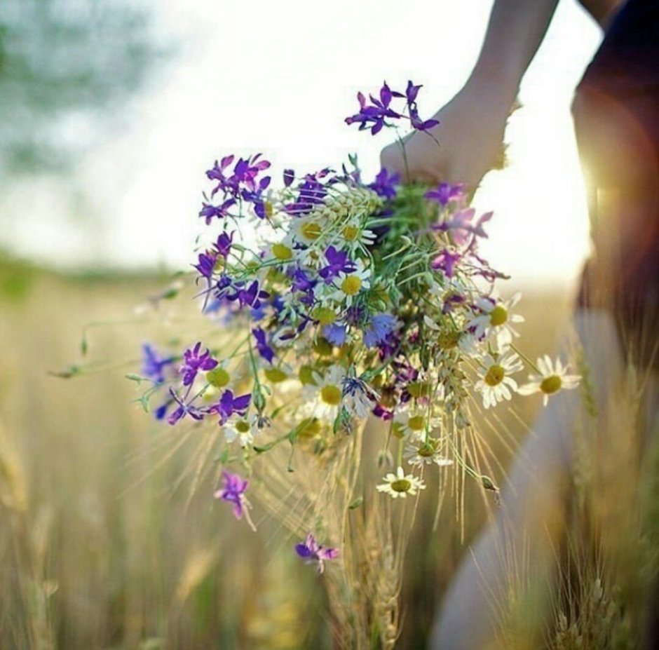 Крестовик цветок полевой поле