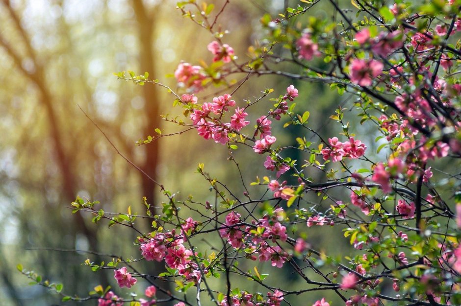 Природа цветы конец апреля