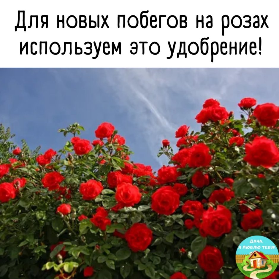 Крымская роза куст