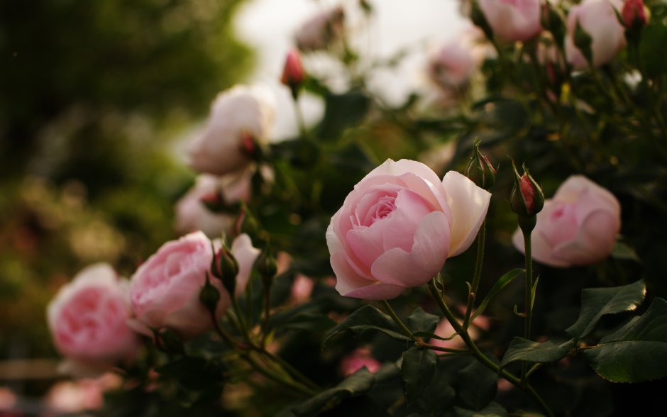 Пионовая роза куст