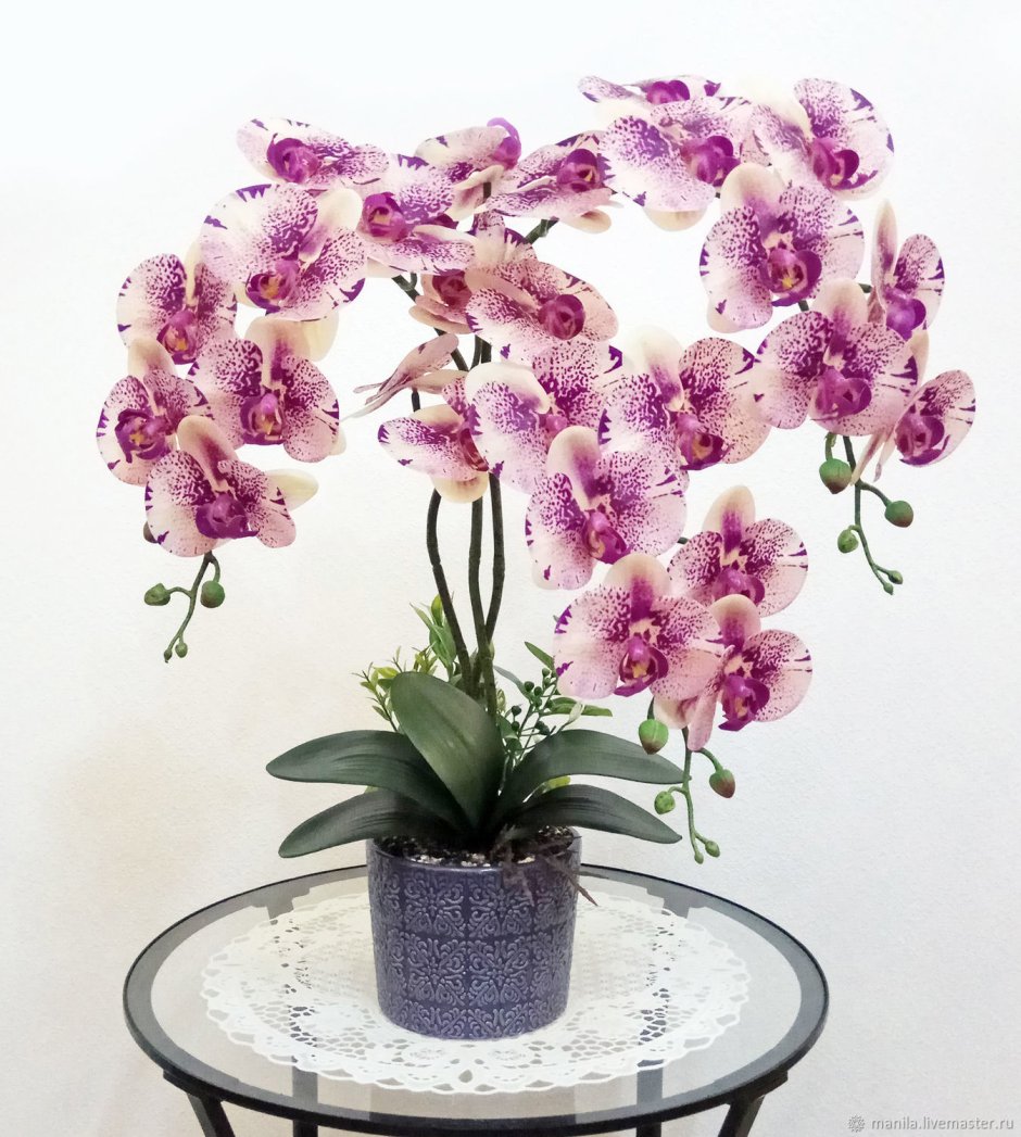 Орхидея фаленопсис элегант