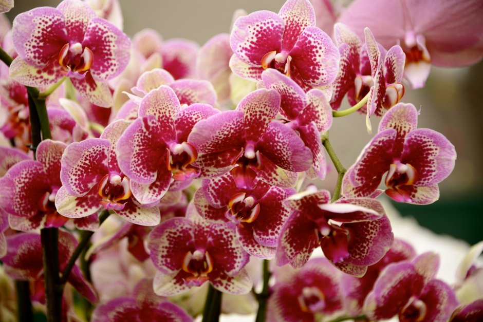 Орхидея Брион