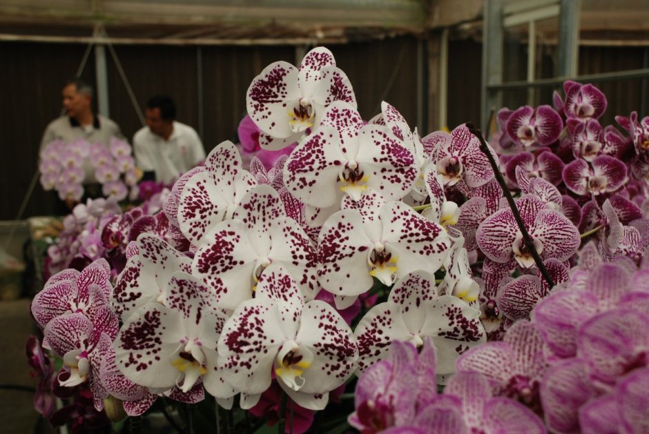 Орхидея фаленопсис Каскад