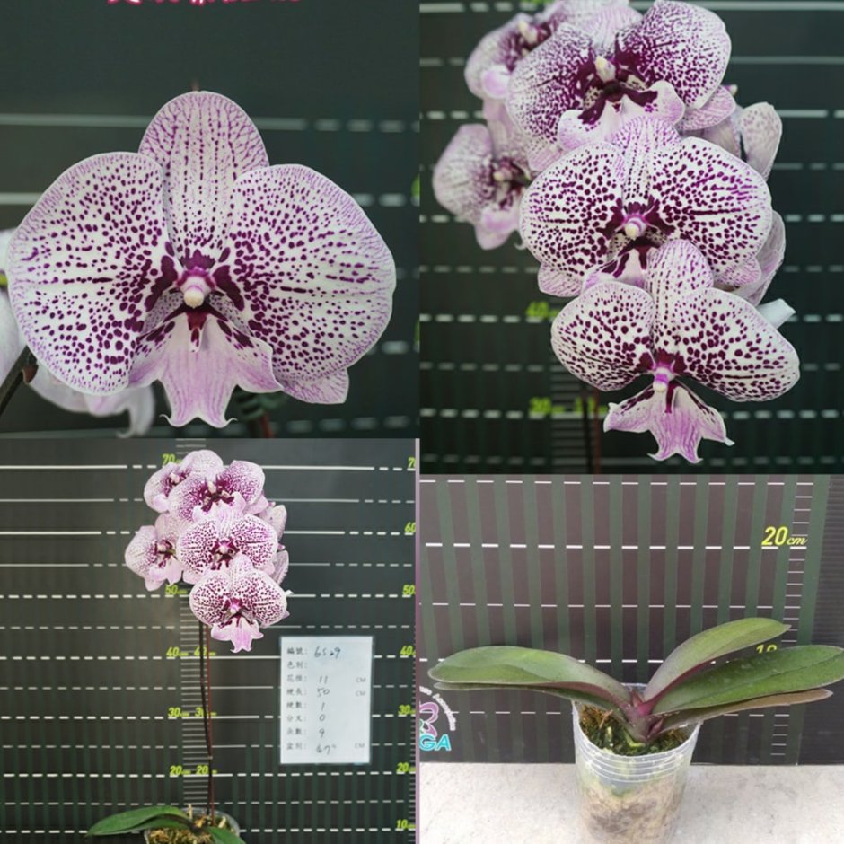 Орхидея Arezzo