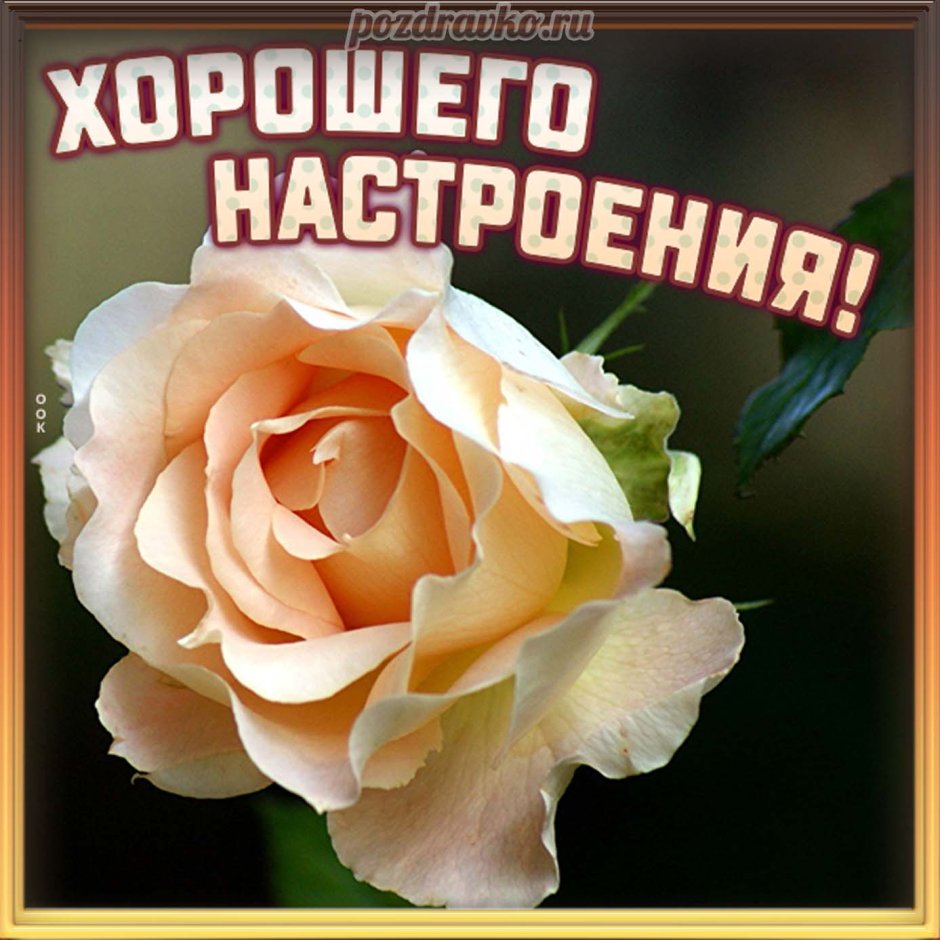 Александра Фармс розы
