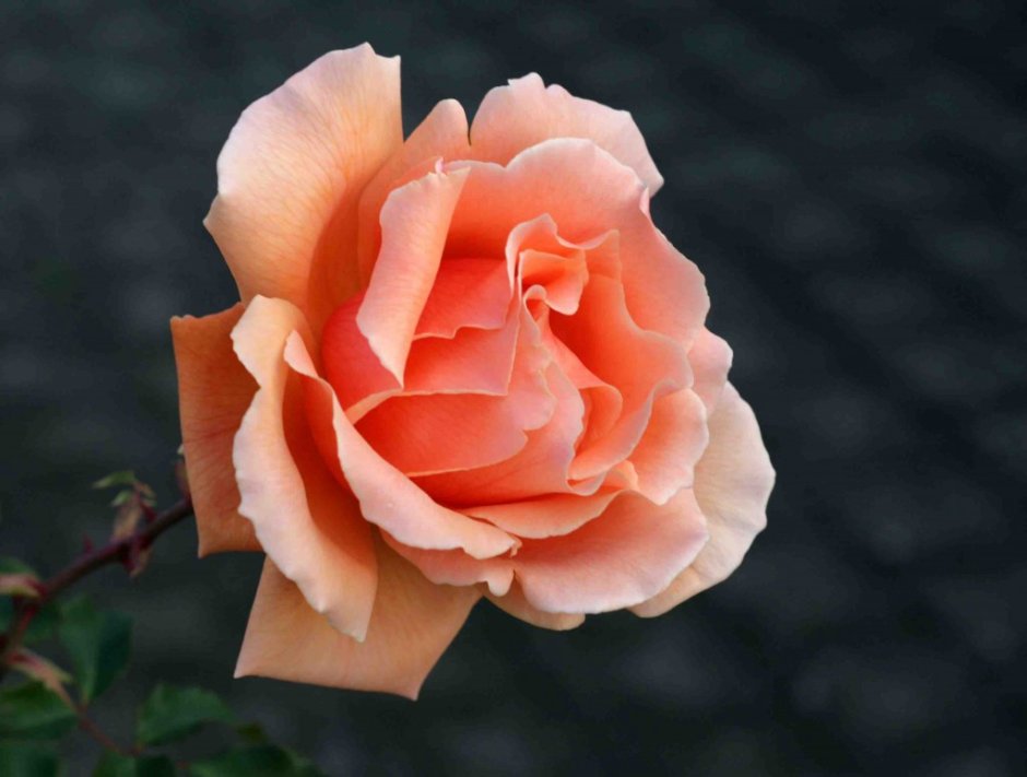 Роза чайно-гибридная Априкот