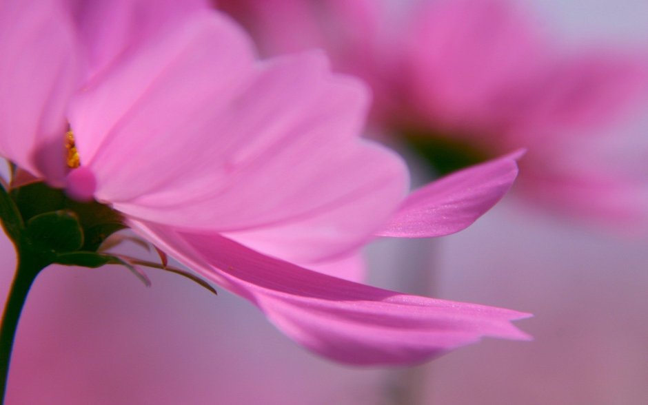 Цветы розового сиреневого цвета