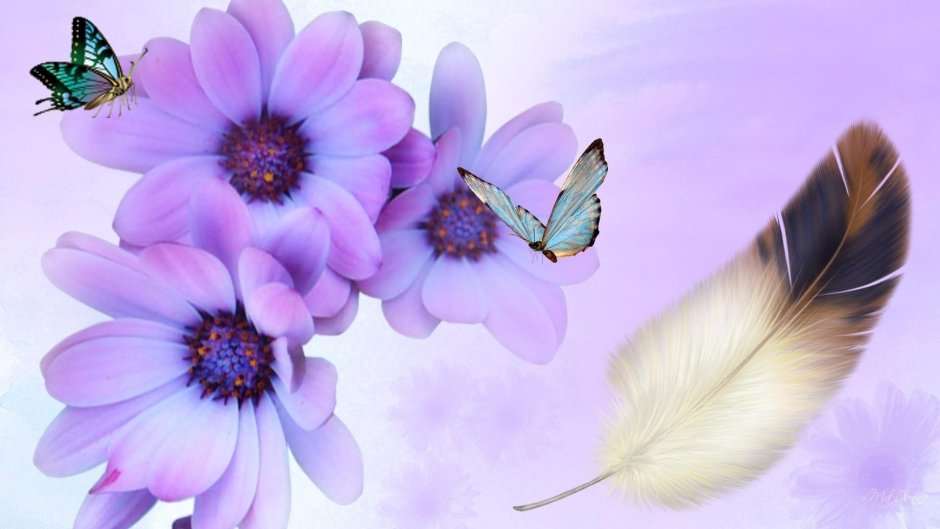 Цветок бабочки фиолетовый