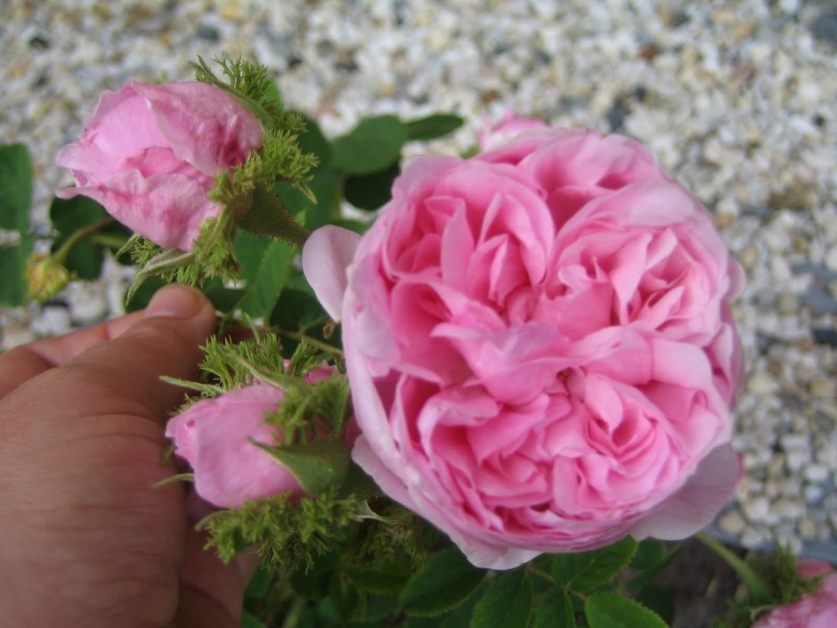 Роза шраб Шато де Вамаркус