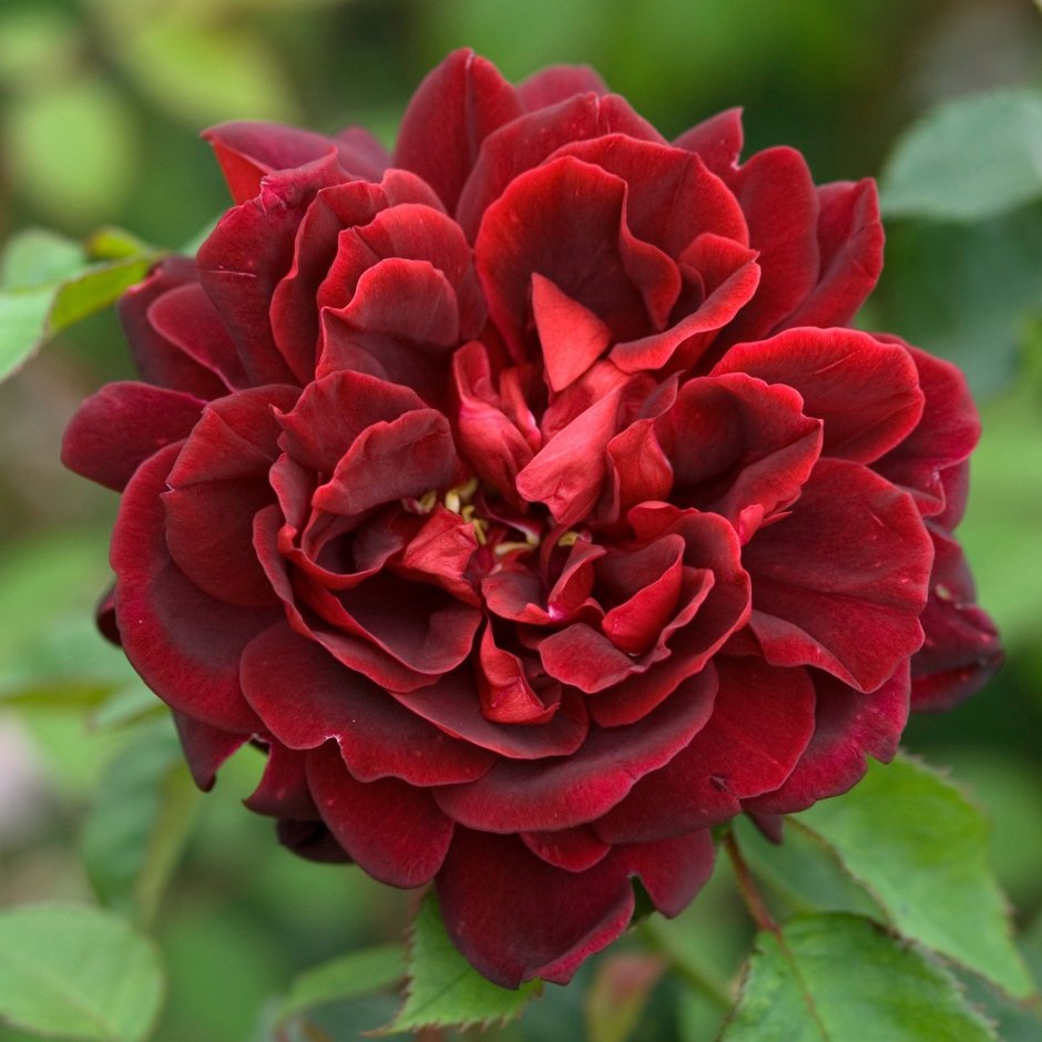 Розы флорибунда селекции Кордеса