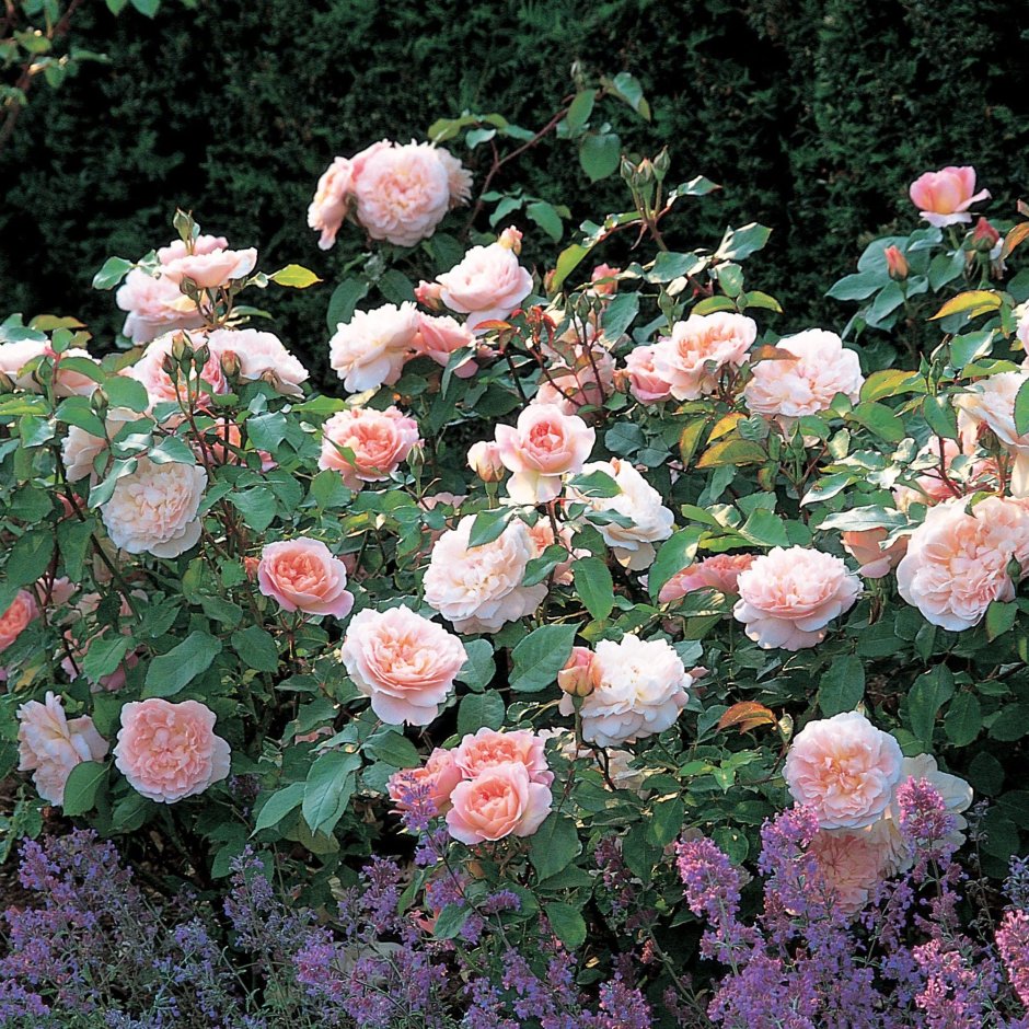Rose Clos Vougeot роза