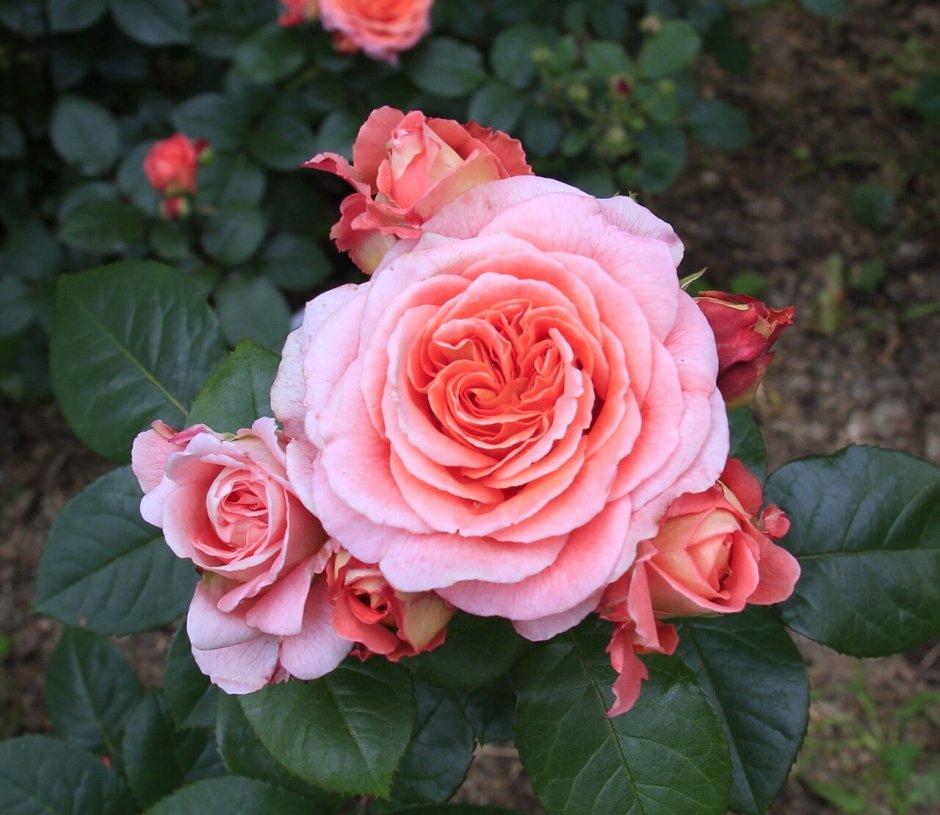 Роза Шато де Вертуа