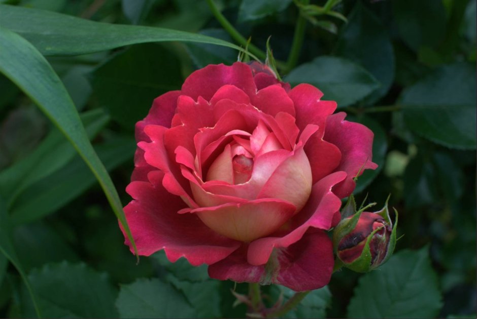 Роза Шато де Версаль