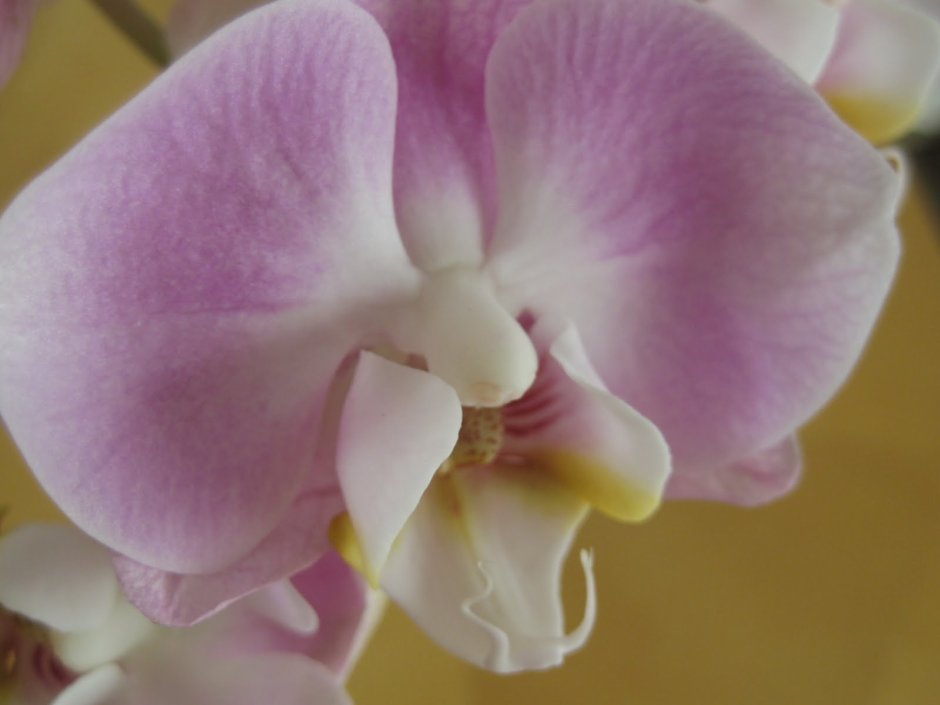 Фаленопсис Phalaenopsis Champagne